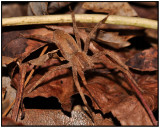 Nursery Web Spider (Pisaurina mira)