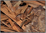 Spotted Camel Cricket (Ceuthophilus sp)