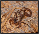 Hentz Striped Scorpion (Centruroides hentzi)