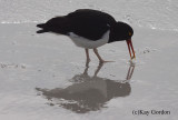 Magellanic Oystercatcher