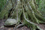 Rock n Tree Root