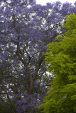 Jacarandas