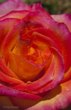 The Third Rose