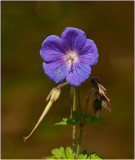 Geranium