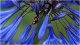 Ladybird on Agapanthus