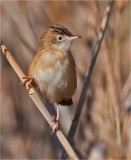 Fan-tailed Warbler