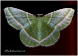 <h5><big>Showy Emerald Moth<br></big><em>Dichorda iridaria #7053</h5></em>