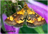 <h5><big>Orange Mint Moth<br></big><em>Pyrausta orphisalis #5058</h5></em>