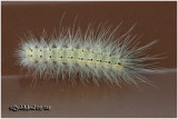 <h5><big>Fall Webworm Moth Caterpillar <BR></big><em>Hyphantria cunea #8140</h5></em>