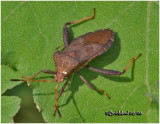 Leaf-footed Bug