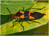 Large Milkweed Bug