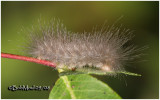 <h5><big>Delicate Cycnia Moth Caterpillar <BR></big><em>Cyncia tenera #8230</h5></em>