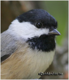 Carolina Chickadee