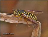 Syrphid Fly