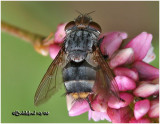 Tachinid Fly-Female