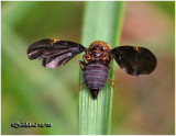 Fruit Fly-Female