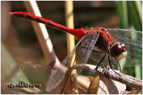 White-faced Meadowhawk-Male 10/12/2008