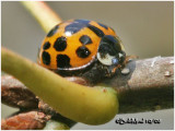 Multi-Colored Asian Lady Beetle