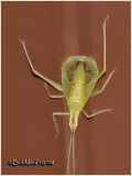 Broad-winged Tree Cricket