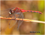 White-faced Meadowhawk-Male 10/14/2008