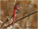 White-faced Meadowhawk-Male 10/14/2008