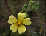 Sulphur Cinquefoil