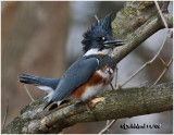 Belted Kingfisher-Female