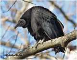 BLACK AND TURKEY VULTURES