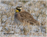 Horned Lark