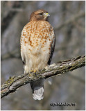 Red-shouldered Hawk-Adult