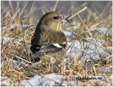 White-winged Crossbill-Female