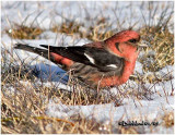 White-winged Crossbill-Male