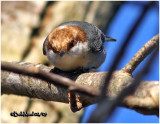 Brown-headed Nuthatch