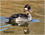 Bufflehead-Female-1st Winter