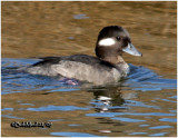 Bufflehead-Male-1st Winter