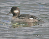 Bufflehead-Female
