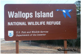 Wallops Island NWR-VA