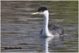 Western Grebe