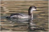 Red-necked Grebe-1st year