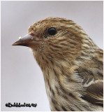 Pine Siskin