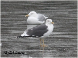 Lesser Black-backed Gull