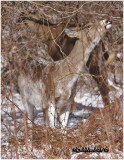 White-tailed Deer-Leucistic