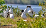 Wood Storks