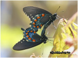 <h5><big>Pipevine Swallowtail<br></big><em>Battus philenor</h5></em>