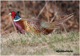 Ringed-neck Pheasant-Male