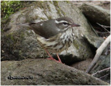Louisiana Waterthrush