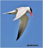 Caspian Tern