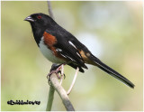 Eastern Towhee-Male