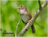 House Wren