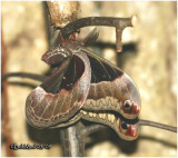 Promethea Moth-Adult Male